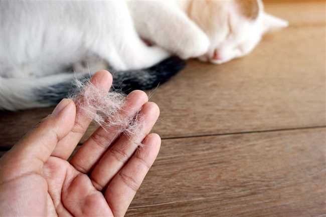 Симптомы аллергии на шерсть животных