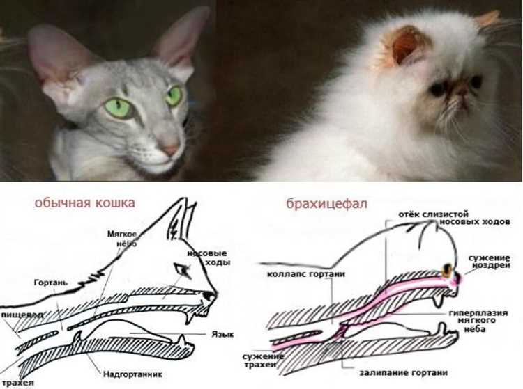 Распространенные проблемы с головой у кошек