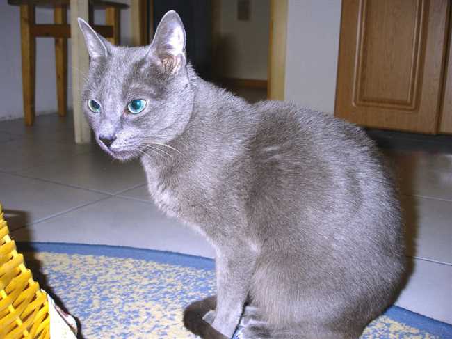 Будет ли аллергия на русскую голубую кошку?