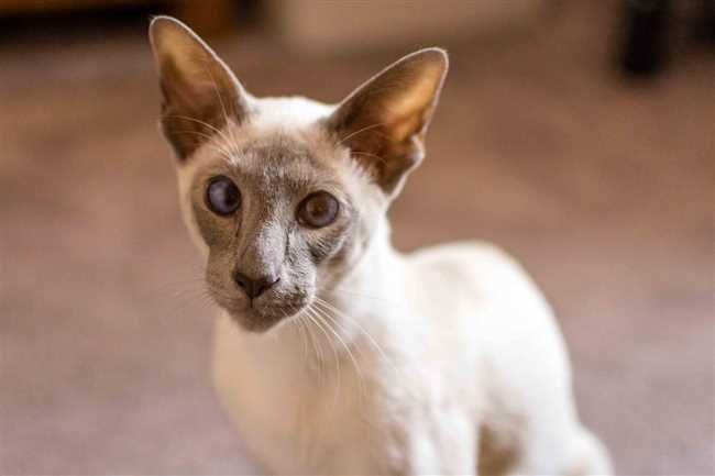 Очные проблемы у сиамских ориентальных кошек