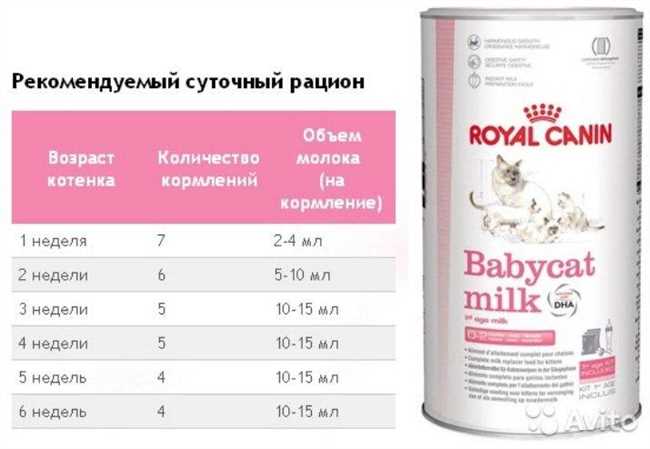 Основные принципы кормления кошки, чтобы было молоко