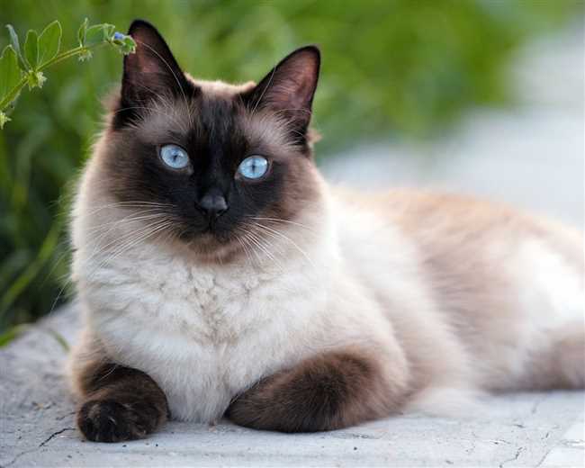 Потенциальные опасности, связанные с сиамскими кошками