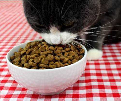 Разнообразие в пище для привлечения кошки