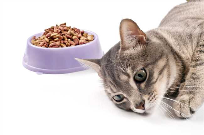Чем пробудить аппетит у кошки?