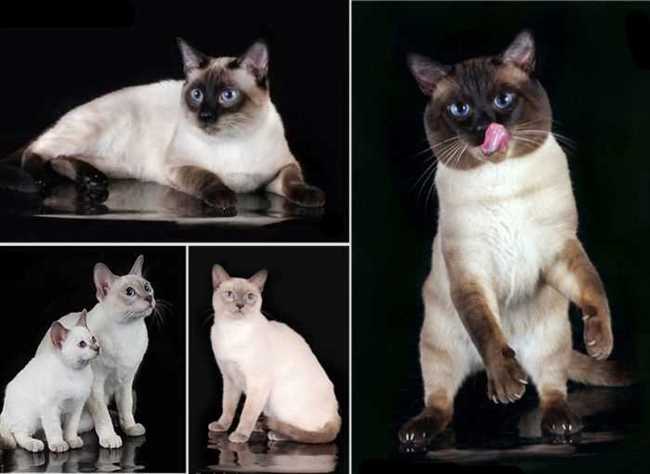 Внешность и особенности сиамских и тайских кошек