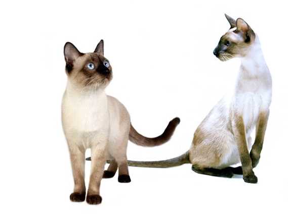 Чем различаются сиамские и тайские кошки?