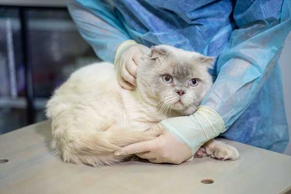 Уязвимость кошки к опасным инфекциям