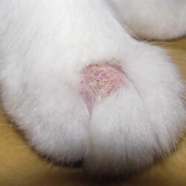 Последствия отсутствия прививок у домашней кошки