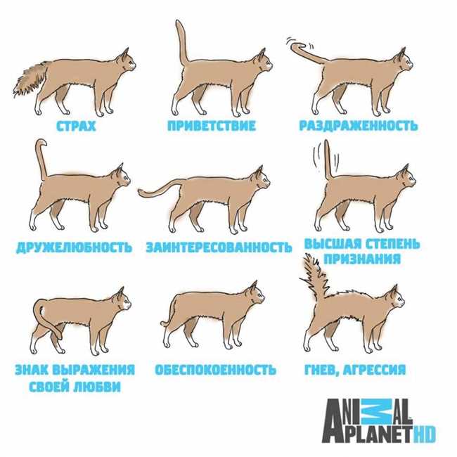 Рецепторы на животе кошки