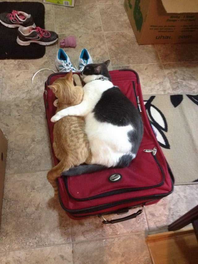 Что чувствуют кошки когда хозяева уезжают в отпуск?