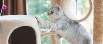 Как помочь кошке привыкнуть к новому дому: советы и рекомендации