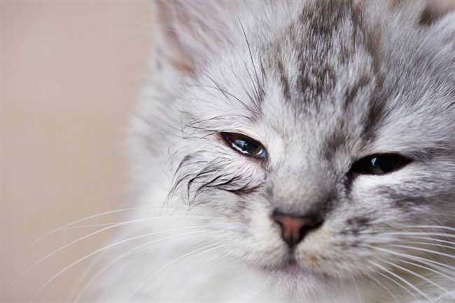 Что делать если кот прищуривает один глаз?