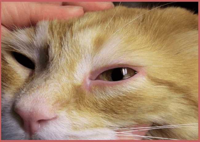 Что делать если у кота красные глаза?