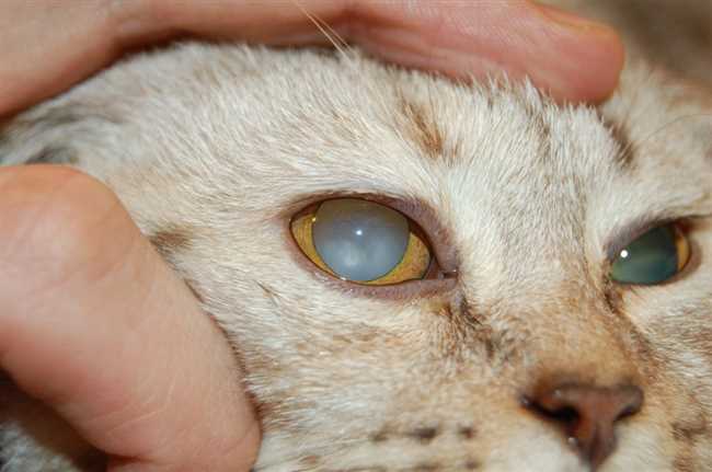 1. Очистите глаз кота