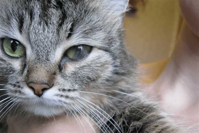 Что делать если у кота мутный глаз?