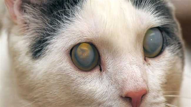 Что делать если у кота один глаз мутный?