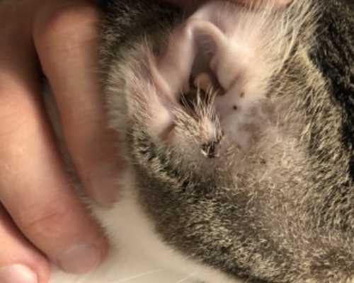 Главные причины грязи в ушах у котят