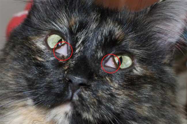 Что делать если у котенка вылез глаз?