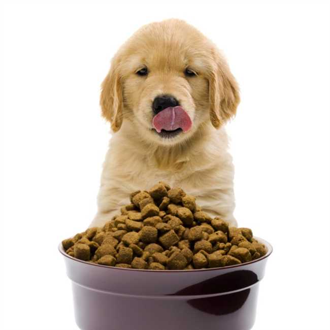 Лучшие способы, чтобы собака ела сухой корм