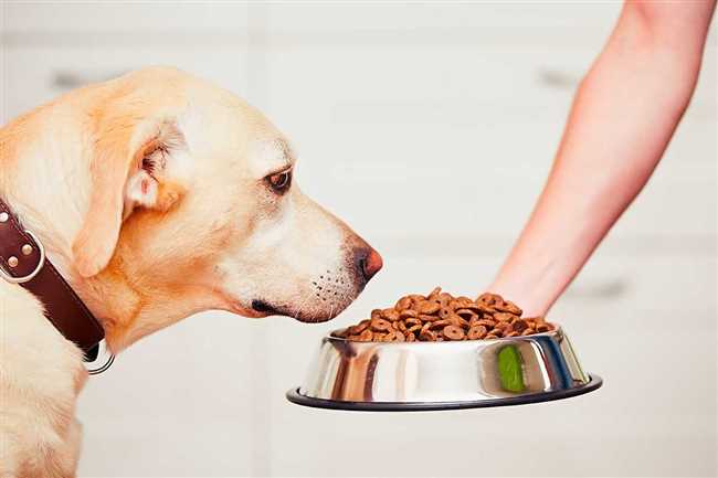 Что добавить в сухой корм чтобы собака его ела?