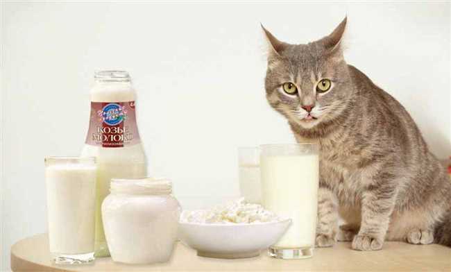 Молочные продукты для кошек: что можно давать?