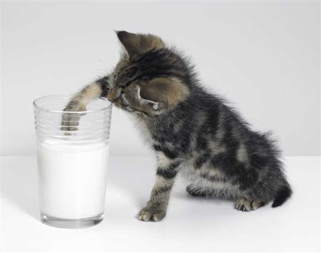 Пастеризованное молоко: нужно ли оно вашей кошке?