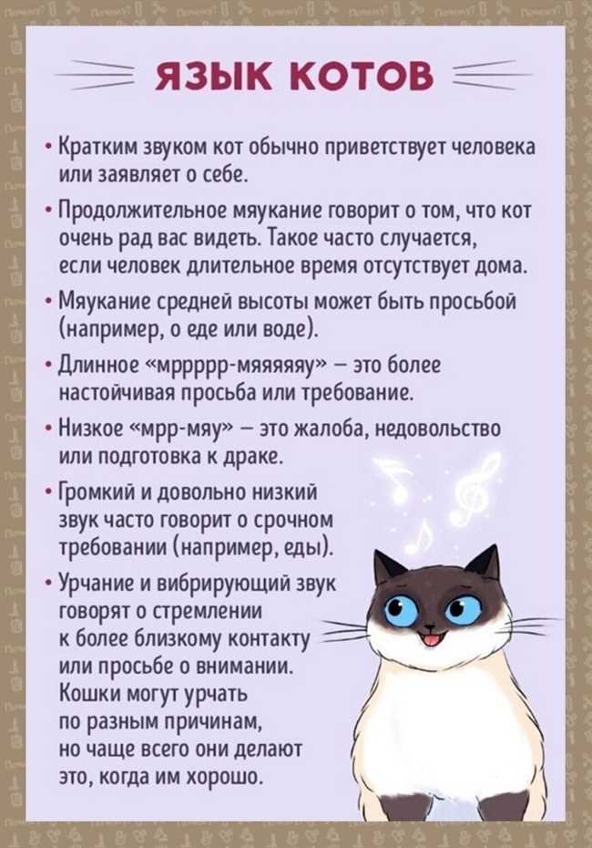 Коты и их способности к пониманию