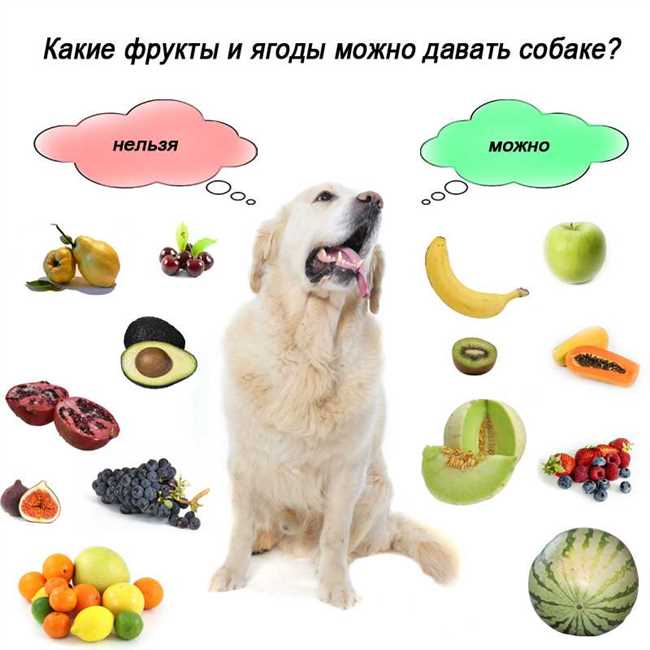 Овощи и фрукты: полезная и вкусная пища для собак