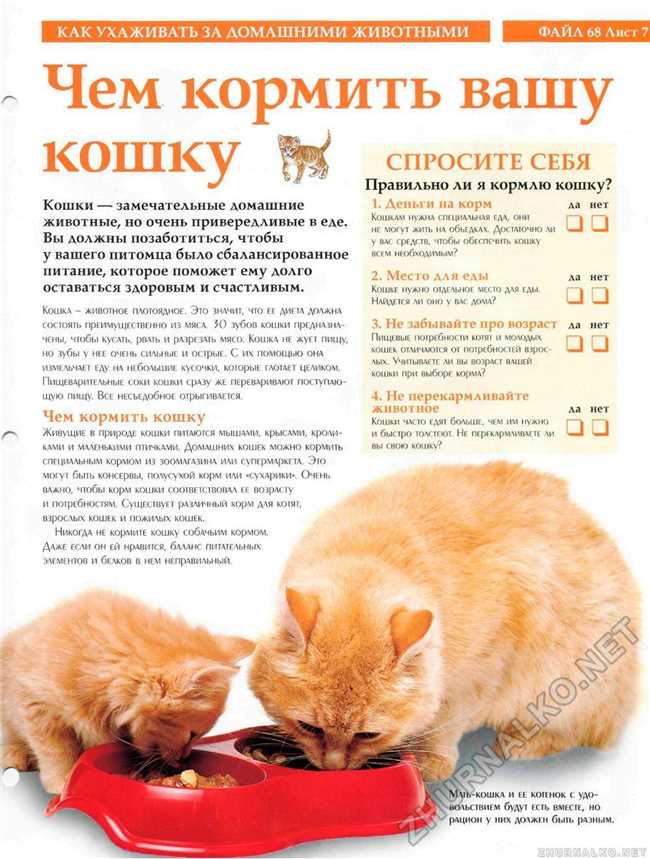 Чего следует избегать в питании кастрированных котов?