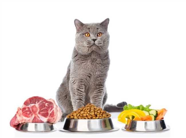 Что можно давать коту из домашней еды кастрированному?