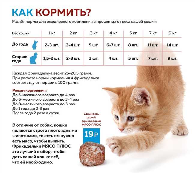 Почему важно давать кошке специальное питание
