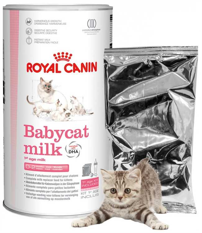 Что нужно давать кошке есть чтобы вырабатывалось кошачье молоко?
