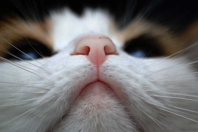 Почему коты встают носом к носу?