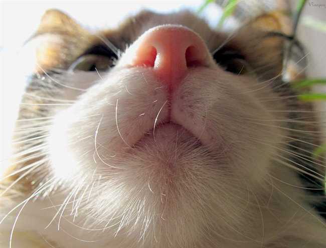 Что обозначает коты нос к носу?