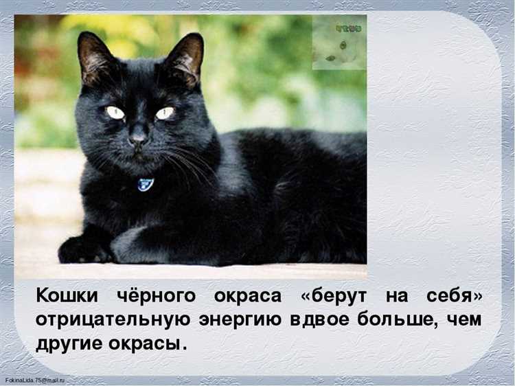 Популярные приметы о черных кошках