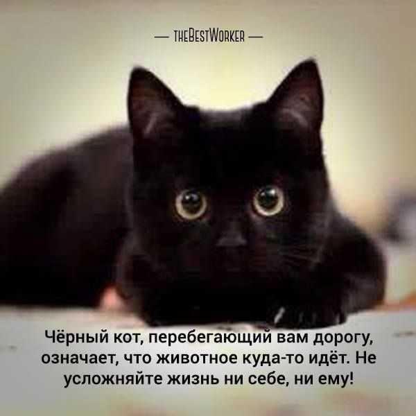 Черные кошки в разных культурах
