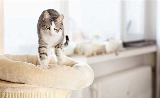 Что означает когда кот топчется передними лапами и урчит по телу и одеялу?