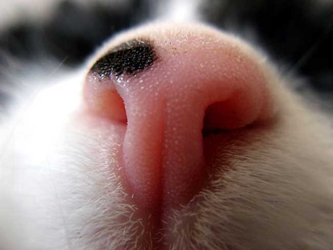 Как облегчить сухой нос у котенка