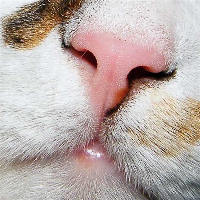 Что означает сухой нос у котенка?