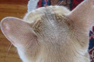 Что означают черные пятна на ушах кошек?