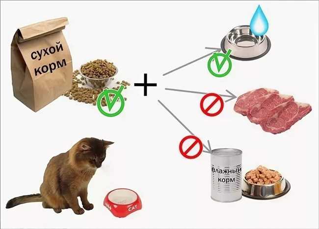 Что полезно давать кошкам из еды?