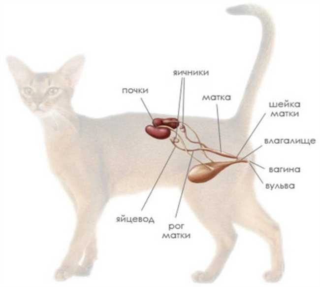 Что такое epi у кошек?