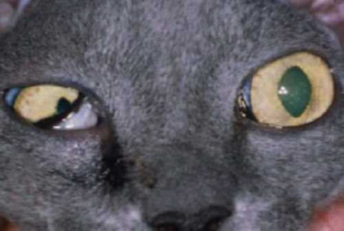 Зачем коту полузакрытые глазки?
