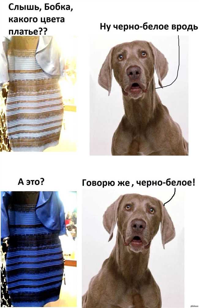 Особенности зрительной системы собак