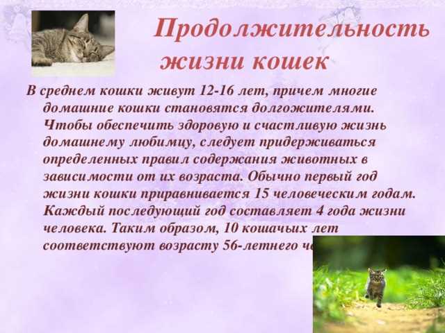 3. Персидская кошка