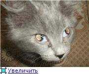 Что за болезнь у кошки с глазами когда глаз наполовину закрыт бело?