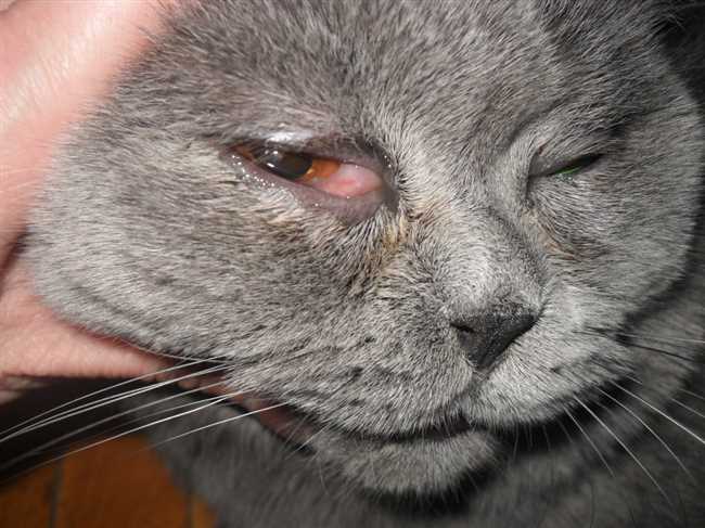 Заболевания сетчатки у котов