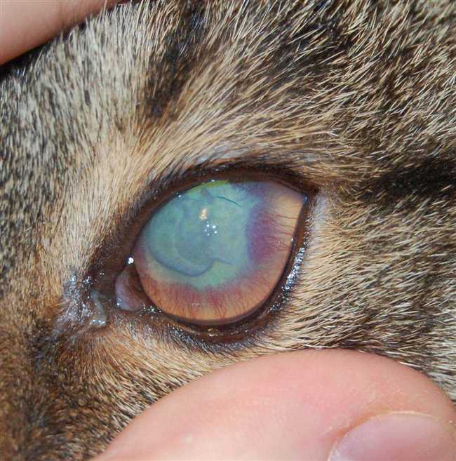 Что за болезни глаз у котов?
