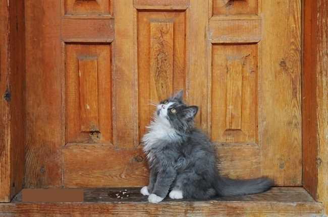 Что значит если кошка мяукает под дверью входной?