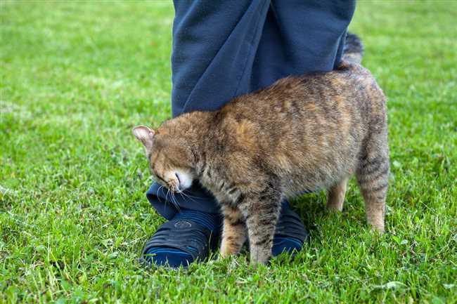 Что значит если кошка трется об ноги чужого человека на улице?